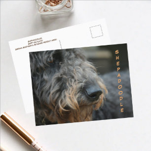 Carte postale photographique en gros plan du profi