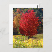 Carte Postale Photos d'automne (Devant / Derrière)