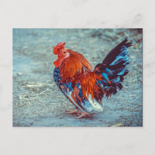 Carte Postale Photos de coq coloré de poulet