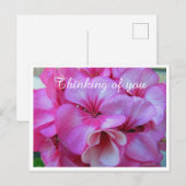 Carte Postale Photos de Geranium Pretty Pink (Devant / Derrière)
