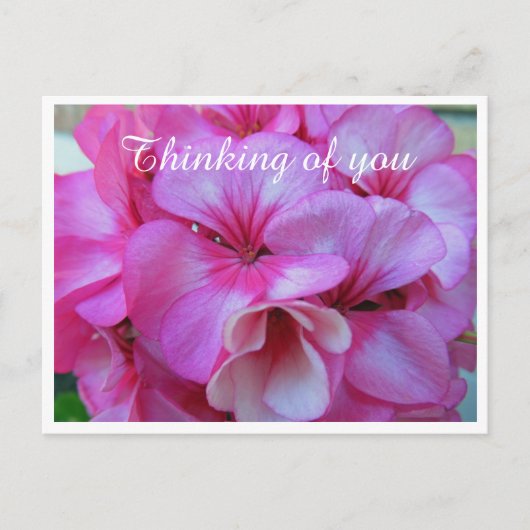 Carte Postale Photos de Geranium Pretty Pink (Devant)