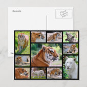 Carte Postale Photos de mosaïque de lions (Devant / Derrière)