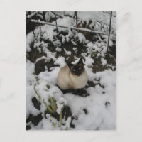 Photos De Neige, Chat De Neige