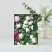 Carte Postale Photos de Peony et Garden 2008 135 (Debout devant)