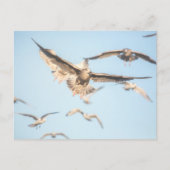 Carte Postale Photos de Seaguls Nature (Devant)