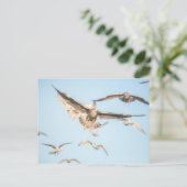Carte Postale Photos de Seaguls Nature (Debout devant)