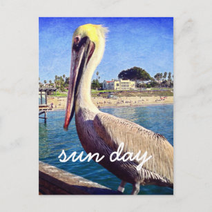 Carte Postale Photos d'oiseaux de plage Pelican Sun Day Script é