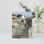 Carte postale Photos Greyhound (Debout devant)