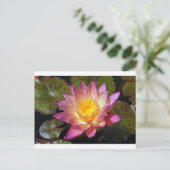 Carte Postale Photos Pink Water Lily (Debout devant)