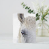 Carte Postale Photos rapprochées du visage du cheval blanc (Debout devant)