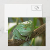 Carte Postale Phyllomedusa sauvagii (Devant / Derrière)