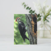 Carte Postale Pic (Debout devant)