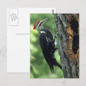 Carte Postale Pic (Devant / Derrière)