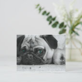 Carte Postale pic (Debout devant)