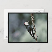 Carte Postale Pic à tête blanche (Devant / Derrière)