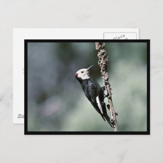 Carte Postale Pic à tête blanche (Devant / Derrière)