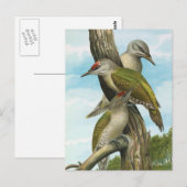 Carte Postale Pic à tête grise (Devant / Derrière)
