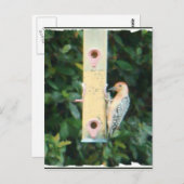 Carte Postale pic à tête rouge (Devant / Derrière)