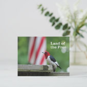 Carte Postale Pic à tête rouge (Debout devant)