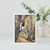 Carte Postale Pic à tête rouge - Robert Bruce Horsfall (Debout devant)