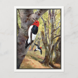 Carte Postale Pic à tête rouge - Robert Bruce Horsfall