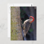 Carte Postale Pic à ventre rouge (Devant / Derrière)