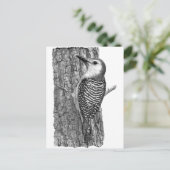 Carte Postale Pic à ventre rouge (Debout devant)