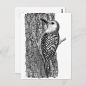 Carte Postale Pic à ventre rouge (Devant / Derrière)