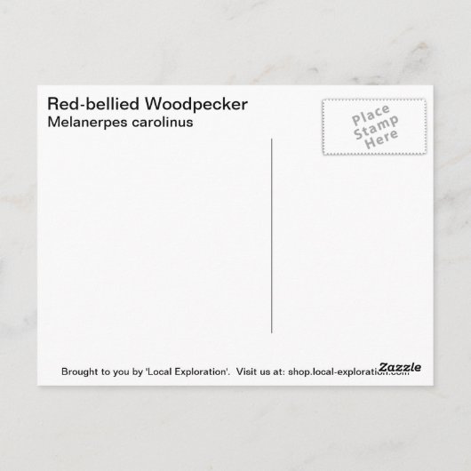 Carte Postale Pic à ventre rouge (Dos)