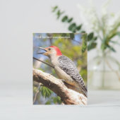 Carte Postale Pic à ventre rouge (Debout devant)