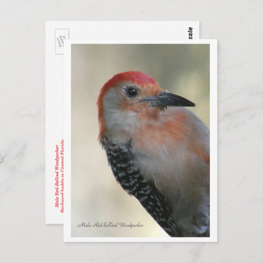 Carte Postale Pic à ventre rouge (Devant / Derrière)