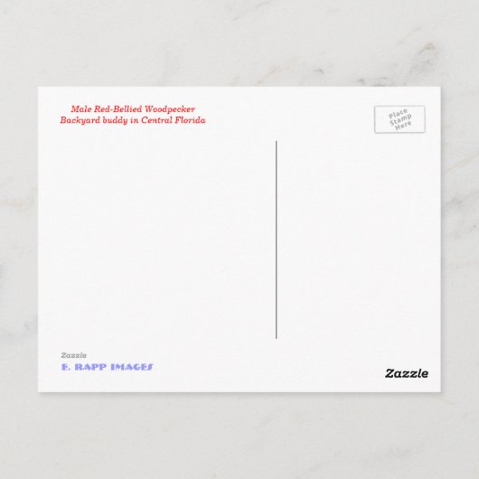 Carte Postale Pic à ventre rouge (Dos)