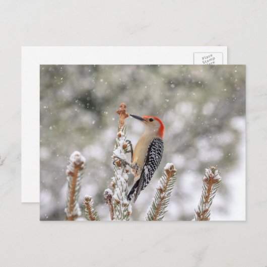 Carte Postale Pic à ventre rouge dans la neige (Devant / Derrière)