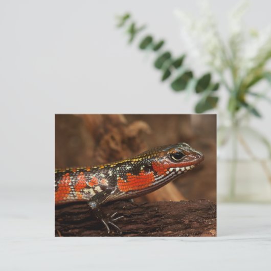 Carte Postale Pic de feu (Debout devant)