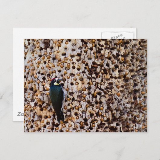 Carte Postale Pic de maïs (Devant / Derrière)