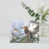 Carte Postale Pic Downy (Debout devant)