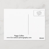 Carte Postale Pic Downy (Dos)