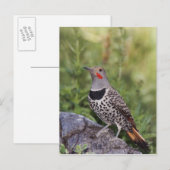 Carte Postale Pic flamboyant, Colaptes auratus, forme à hampe ro (Devant / Derrière)