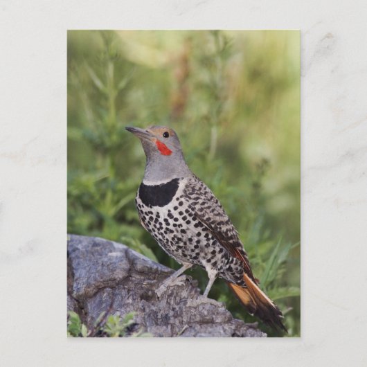 Carte Postale Pic flamboyant, Colaptes auratus, forme à hampe ro (Devant)