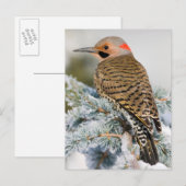Carte Postale Pic flamboyant mâle (Devant / Derrière)