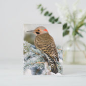 Carte Postale Pic flamboyant mâle (Debout devant)
