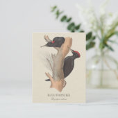 Carte Postale Pic noir CC0502 Illustration d'oiseau (Debout devant)