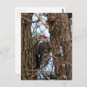 Carte Postale Pic pilé (Devant / Derrière)