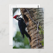 Carte Postale Pic pilé (Devant / Derrière)