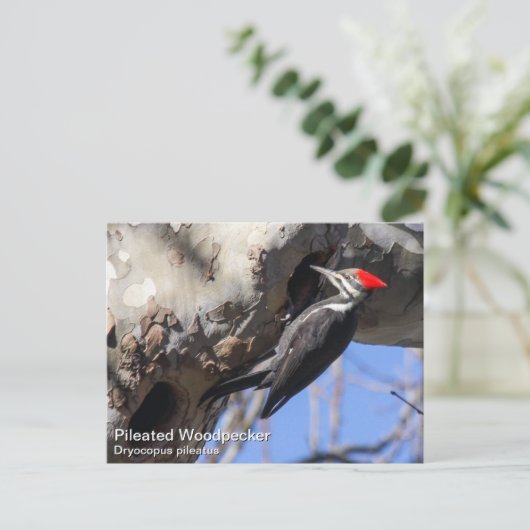 Carte Postale Pic pilé (Debout devant)