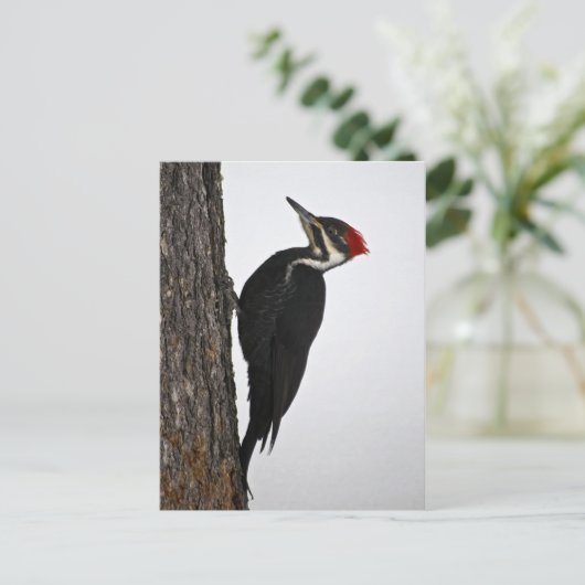 Carte Postale pic pilé (Debout devant)