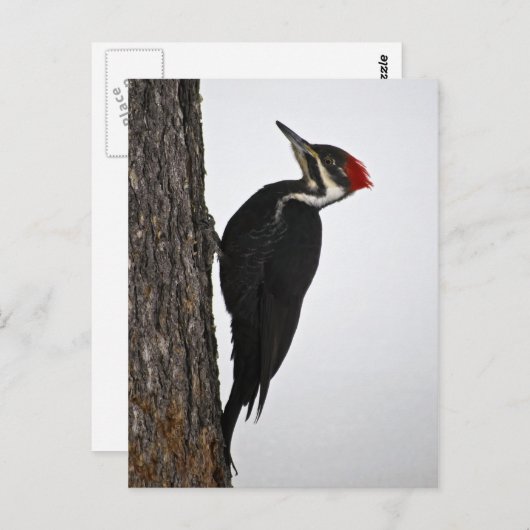 Carte Postale pic pilé (Devant / Derrière)