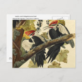 Carte Postale Pic pileaté, John James Audubon Beaux-Arts (Devant / Derrière)