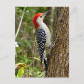 Carte postale Pic Rouge (Devant)