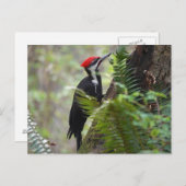 Carte Postale Pic sur arbre (Devant / Derrière)